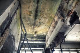 Best Mold Remediation for Healthcare Facilities  in Valley City, ND